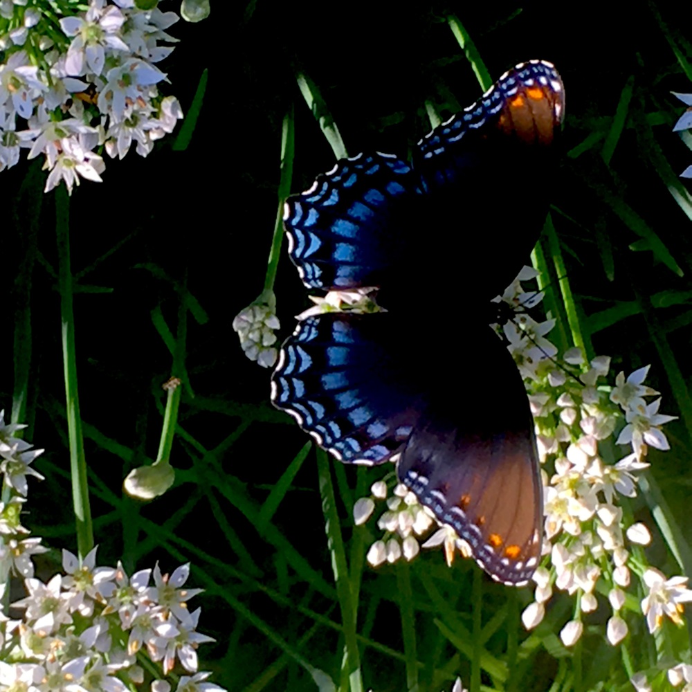 Meet your Posher, Jill